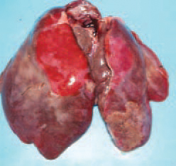 Clinically healthy birds in the flock could also exhibit liver haematomas, dark red (fresh) or green to brown (old). Considerable amounts of fat are detected in the abdominal cavity. The only successful approach for prevention is the reduction of obesity in layers. The use of lipotropic agents such as vitamin E, vitamin B12 and choline chloride gives conflicting results. The avoidance of heat stress and moulded forages could be also helpful.