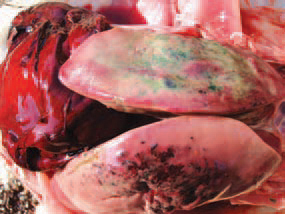 Clinically healthy birds in the flock could also exhibit liver haematomas, dark red (fresh) or green to brown (old). Considerable amounts of fat are detected in the abdominal cavity. The only successful approach for prevention is the reduction of obesity in layers. The use of lipotropic agents such as vitamin E, vitamin B12 and choline chloride gives conflicting results. The avoidance of heat stress and moulded forages could be also helpful.