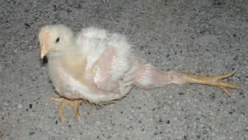 Perosis or chondrodystrophy is encountered in young birds whose diet is deficient in manganese (Mn) or some of the following vitamins: choline, nicotic acid, pyridoxine, biotin or folic acid. This is an anatomic deformation of leg bones in young chickens, turkey poults, pheasant poults etc. It is characterized by retarded growth of long bones, widening of the tibiometatarsal joint, twisting or bending of the distal end of tibia and the proximal end of metatarsus and finally, slipping of the gastrocnemius muscle tendon from its condyles. Clinically, it is manifested by impaired locomotion because of leg lateral and posterior malposition of the leg.