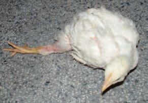 Perosis or chondrodystrophy is encountered in young birds whose diet is deficient in manganese (Mn) or some of the following vitamins: choline, nicotic acid, pyridoxine, biotin or folic acid. This is an anatomic deformation of leg bones in young chickens, turkey poults, pheasant poults etc. It is characterized by retarded growth of long bones, widening of the tibiometatarsal joint, twisting or bending of the distal end of tibia and the proximal end of metatarsus and finally, slipping of the gastrocnemius muscle tendon from its condyles. Clinically, it is manifested by impaired locomotion because of leg lateral and posterior malposition of the leg.