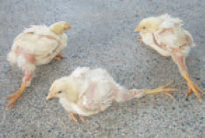 Perosis or chondrodystrophy is encountered in young birds whose diet is deficient in manganese (Mn) or some of the following vitamins: choline, nicotic acid, pyridoxine, biotin or folic acid. This is an anatomic deformation of leg bones in young chickens, turkey poults, pheasant poults etc. It is characterized by retarded growth of long bones, widening of the tibiometatarsal joint, twisting or bending of the distal end of tibia and the proximal end of metatarsus and finally, slipping of the gastrocnemius muscle tendon from its condyles. Clinically, it is manifested by impaired locomotion because of leg lateral and posterior malposition of the leg.