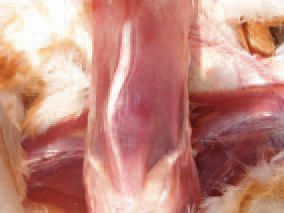 The vitamin D3 deficiency or lack, or the impaired ratio of calcium and phosphorus result in rachitis in young birds. It is encountered more frequently in industrial poultry breeding where the forages are often inadequately balanced. The deficiency of vitamin D3 and phosphorus are more common in growing birds whereas the calcium deficiency in young or adult layer hens. The newly hatched chickens have depleted calcium stores. The calcium deficiency is rapidly manifested if they do not receive an adequate diet supplement. Clinically and morphologically, soft bones or various degree of bone deformation are determined. The birds usually lie down and their growth is retarded. The diagnosis is based upon the complex evaluation of their age, signs and lesions.
The supplementation of vitamin D3 with water or forage and the balancing of Ca/P ratio in the diet contribute to the favourable outcome of the disease.
