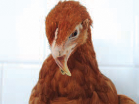 The vitamin D3 deficiency or lack, or the impaired ratio of calcium and phosphorus result in rachitis in young birds. It is encountered more frequently in industrial poultry breeding where the forages are often inadequately balanced. The deficiency of vitamin D3 and phosphorus are more common in growing birds whereas the calcium deficiency in young or adult layer hens. The newly hatched chickens have depleted calcium stores. The calcium deficiency is rapidly manifested if they do not receive an adequate diet supplement. Clinically and morphologically, soft bones or various degree of bone deformation are determined. The birds usually lie down and their growth is retarded. The diagnosis is based upon the complex evaluation of their age, signs and lesions.
The supplementation of vitamin D3 with water or forage and the balancing of Ca/P ratio in the diet contribute to the favourable outcome of the disease.
