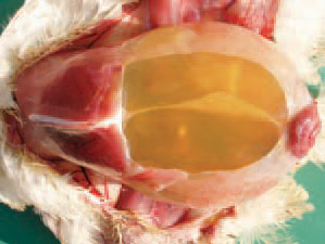 The pleuroperitoneal cavity of affected chickens is filled with straw-yellow fluid. The rapid growth in contemporary broilers is related to higher needs for oxygen, and the lung remains relatively small vs body dimensions