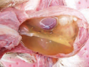 The pleuroperitoneal cavity of affected chickens is filled with straw-yellow fluid. The rapid growth in contemporary broilers is related to higher needs for oxygen, and the lung remains relatively small vs body dimensions