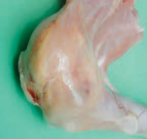 . Amyloidosis is seen mainly in adult birds. It is characterized by extracellular buildup of the protein amyloid in different viscera and the joints.
Amyloid arthropathy.
It is primarily associated with Enterococcus faecalis and Mycoplasma synoviae. Brown layers are particularly susceptible. Some genetic factors could be involved in the incidence of amyloidosis too. The affected joints are enlarged, swollen and contain orange-yellowish matter.
