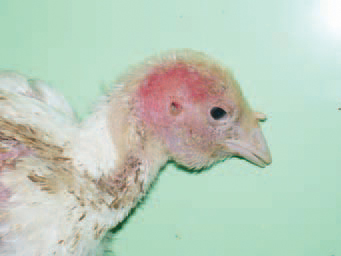 pecking of the skin in various parts of the body and the vent result in blood loss, protrusion of viscera from body cavities and death. Some of the states that are supposed to provoke feather pecking are the high light intensity in the premise, pelleted feed, nutritional and mineral deficiencies and skin injury by ectoparasites.