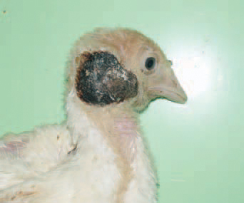 . Formation of crusts after pecking in the head area in a turkey poult. The prevention of cannibalism could be done by providing adequate diets (ground feeds are preferred), reduced light intensity, avoiding overcrowding. An extreme measure is debeaking.