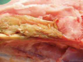 The deep pectoral myopathy (DPM), called also green muscle disease or Oregon disease, is observed in heavy meat types of turkeys or chickens. The disease occurs because of ischaemic necrosis due to inadequate blood supply of variously sized deep pectoral muscle groups.