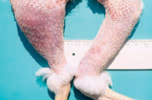 In part of birds, the muscles of affected legs undergoes a various degree of atrophy. In acute lesions, swellings and haematomas under the skin of the posterior surface of the leg are detected.