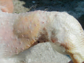 This state could cause significant economical losses in broiler breeder flocks. It is usually seen in birds older than 12 weeks but is also observed in breeders at the age of 7 weeks or older than 24 weeks. The rupture could be uni- or bilateral. Clinically, lameness is observed. In affected birds, swelling of the posterior surface of the leg, just above the tibiotarsal joint could be palpated.