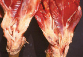 . In older or chronic lesions, the blood is partially or completely reabsorbed. The end of ruptured tendon and the adjacent tissue are involved at a various extent by a newly grown fibrous tissue. RGT should be differentiated from reovirus-and MS infections, where the gross and histological lesions are with a marked inflammatory character