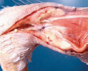 . In older or chronic lesions, the blood is partially or completely reabsorbed. The end of ruptured tendon and the adjacent tissue are involved at a various extent by a newly grown fibrous tissue. RGT should be differentiated from reovirus-and MS infections, where the gross and histological lesions are with a marked inflammatory character