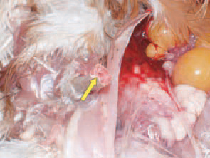 The calcium deficiency is layer hens results in initial removal of calcium from bones, to complete depletion of the medullary bone and thereafter, of the bone wall. The bones are strongly thinned and spontaneous fractures, especially of the tibia and the femur could occur. Although the severe calcium deficiency is often a triggering factor, the aetiology of the syndrome seems to involve other, yet unknown factors. The supplementation of calcium, phosphate and multivitamin preparations in the diet and rinking water, the regulation of avian population density into cages and ensuring adequate nutritional and drinking fronts are also contributing for the favourable outcome of the condition.