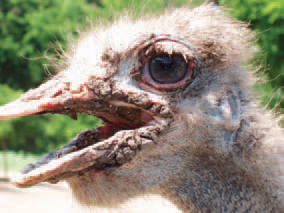 A local form of hyperkeratosis in an ostrich. Increased amount of keratin in the horny tissues - down, feathers and beak - is present, resulting in their coarse appearance. The state is linked to impaired metabolism of sulfur-containing amino acids, vitamin A deficiency etc.