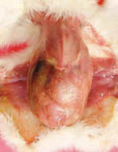 Most commonly, visceral gout following dehydration is observed in newly hatched chickens after overheating or a more prolonged stay in the hatchery. Visceral gout outbreaks are related to vitamin A deficiency, treatment with sodium bicarbonate, mycotoxicoses etc.