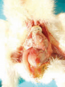 Most commonly, visceral gout following dehydration is observed in newly hatched chickens after overheating or a more prolonged stay in the hatchery. Visceral gout outbreaks are related to vitamin A deficiency, treatment with sodium bicarbonate, mycotoxicoses etc.