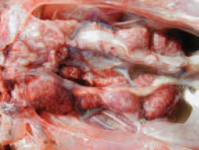 Urolithiasis is an aetiologically unknown state, occurring primarily in cage layer hens, characterized by obstruction of one or both ureters with urates, atrophy of one or more renal lobes and a various degree of renal and visceral gout. A number of aetiological factors are related to this condition: protein excess, calcium excess (3% or more), sodium bi-carbonate toxicity, myco-toxins (ochratoxin etc.), vitamin A deficiency and nephrotropic strains of the infectious bronchitis virus. The lower phosphorus levels (under 0.6%) are probably helping the manifestation of the disease. There are no specific clinical signs except for the depression and the weight loss. The death rate could increase and persist around 2-4% monthly during the productive period. The total mortality is heavily affected flocks could reach 50%.