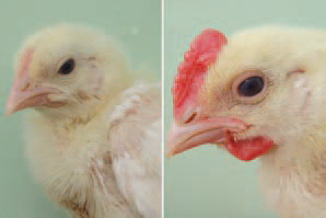 Hyperandrogenism in broilers is a condition, manifested with marked signs of masculinization in chickens from both genders. The first signs could start very early after the age of 10-12 days. A very noticeable reddening of the comb and wattles, coarse feathering of the face, strong growth of nails and a highly aggressive behaviour in about 100% of birds are observed.