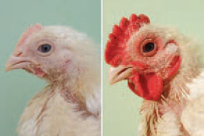 The peak of clinically manifested masculinization traits is between the age of 20 and 30 weeks in all chickens. The serum testosterone is manifold higher. In 23-day-old broilers, average testosterone concentrations were 709 ng/dl vs 36 ng/dl in intact chickens at the same age. The mycotoxins following contamination of some of forage components with moulds are assumed to be a possible cause for this state, but yet, it is not clear if this or another factor is causing hyperandrogenism.