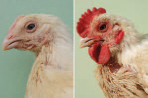 The peak of clinically manifested masculinization traits is between the age of 20 and 30 weeks in all chickens. The serum testosterone is manifold higher. In 23-day-old broilers, average testosterone concentrations were 709 ng/dl vs 36 ng/dl in intact chickens at the same age. The mycotoxins following contamination of some of forage components with moulds are assumed to be a possible cause for this state, but yet, it is not clear if this or another factor is causing hyperandrogenism.