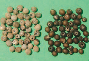 The seeds (fruit) are dry, round or kidney-shaped, with smooth, corrugated or granular surface, sometimes covered with hooked prickles, brown or grey colour and are notched on one side . On the left - seeds with coat, on the right without coat.