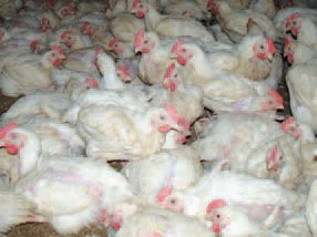 view of 35-day-old broiler chickens with signs of hyperandrogenism. All chickens in the premise are with strongly developed secondary sexual characteristics.