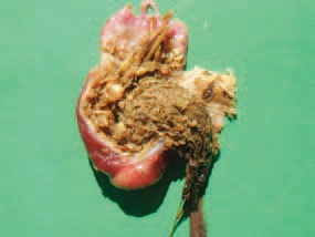 The gizzard impaction could results in high mortality in turkey poults during the first three weeks of life. Affected turkey poults are dehydrated, with empty gut, but the gizzard is filled with hard fibrous masses.
