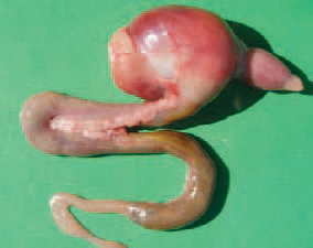 In some cases, the fibrous masses enter the first part of the duodernum or the lower parts of the small intestines. the impaction is resulting from eating litter that gizzards cannot ingest. The prevention is aimed at control of litter eating.