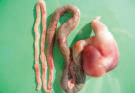 In some cases, the fibrous masses enter the first part of the duodernum or the lower parts of the small intestines. the impaction is resulting from eating litter that gizzards cannot ingest. The prevention is aimed at control of litter eating.