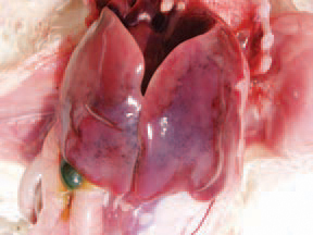 Acute selenium intoxication in birds is usually seen after multifold overdosing of preparations containing inorganic selenium with the aim of prevention or therapy. In the early hours after intake of toxic doses of selenium, a high death rate (up to 100%) and massive haemorrhages in the liver are seen.