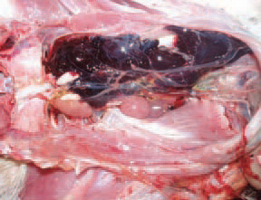 A case of spontaneous rupture of the caudal renal artery in broiler turkeys is observed at the age of 8 - 12 weeks. Some birds in an excellent body condition die. The carcasses are anaemic. The necropsy shows that in some birds, the entire body cavity is filled with clotted blood (538) and in others - massive subcapsular coagula from the side of the affected kidney are detected (539 and 540).