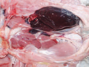 A case of spontaneous rupture of the caudal renal artery in broiler turkeys is observed at the age of 8 - 12 weeks. Some birds in an excellent body condition die. The carcasses are anaemic. The necropsy shows that in some birds, the entire body cavity is filled with clotted blood (538) and in others - massive subcapsular coagula from the side of the affected kidney are detected (539 and 540).