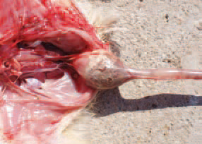 Pasted vent is usually observed in diarrhoea, when the rectal masses are sticked to adjacent feathers. The observed plugs prevent the evacuation of the next faecal masses. This results in dilatation and obstipation of the rectum.