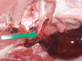 careful separation of the renal parenchyma, the torn ends of the artery are revealed. The cause is unknown but some accompanying pathogenetic factors could be the high blood pressure in turkeys, their natural predis-position to atherosclerosis and the lack of intramural vasa vasorum of the descending aorta.