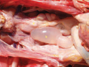 PERSISTENT RIGHT OVIDUCT. If the regression of the right Mullerian duct, that is embryonally present in female chickens as oviduct, does not occur, a cystic dilatation of this structure is seen, whose size varies from a long cystic formation to a big sac, filled with fluid: a/ functional left oviduct b/ persistent right oviduct