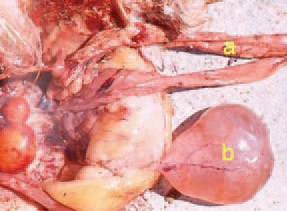 PERSISTENT RIGHT OVIDUCT. If the regression of the right Mullerian duct, that is embryonally present in female chickens as oviduct, does not occur, a cystic dilatation of this structure is seen, whose size varies from a long cystic formation to a big sac, filled with fluid: a/ functional left oviduct b/ persistent right oviduct