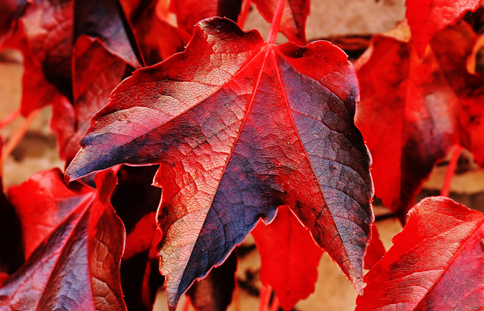 Sensible steps for hatchery managers to take to get in a position for wintry weather