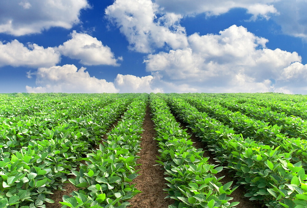 US soybeans set to gain acres as farmers rethink 2026 plans - CoBank