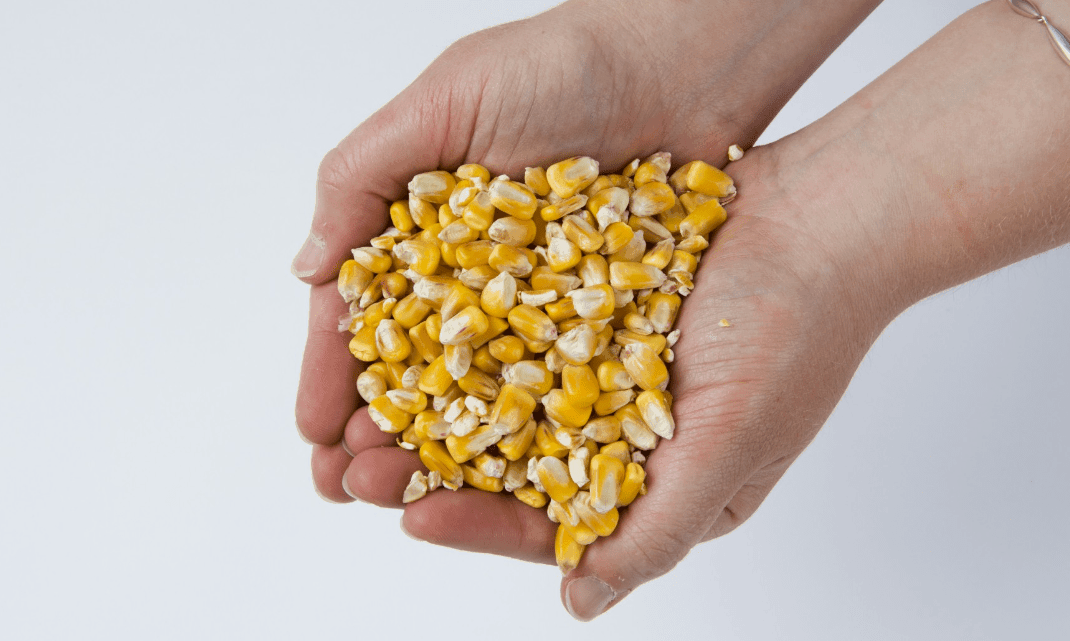 souluble fibre bettering potency and egg high quality