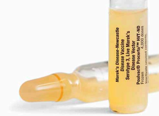 Vector vaccine addresses evolving velogenic Newcastle illness virus traces