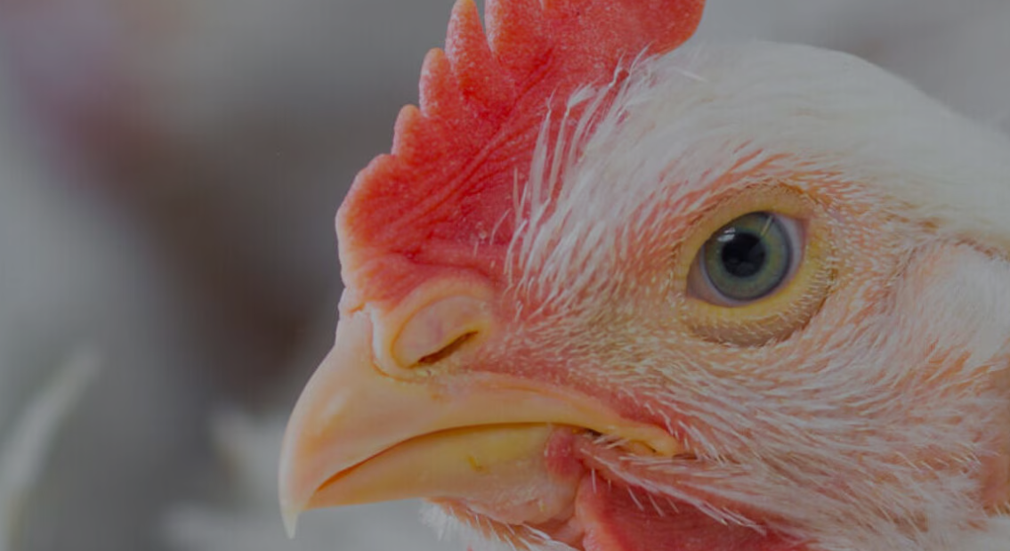 dsm-firmenich advances poultry farming with predictive analytics service for layers