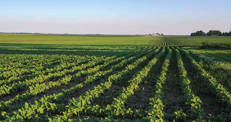 Unlocking the soy effect: Four pillars for maximizing swine profitability with U.S. Soy