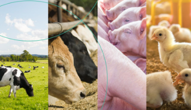 The suitability of various Vitamin D3 metabolites in animal nutrition