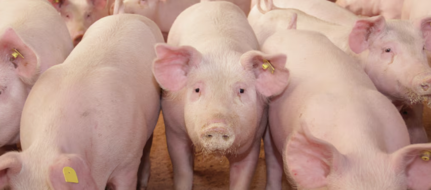 Summer nutrition strategies to support finishing pig performance
