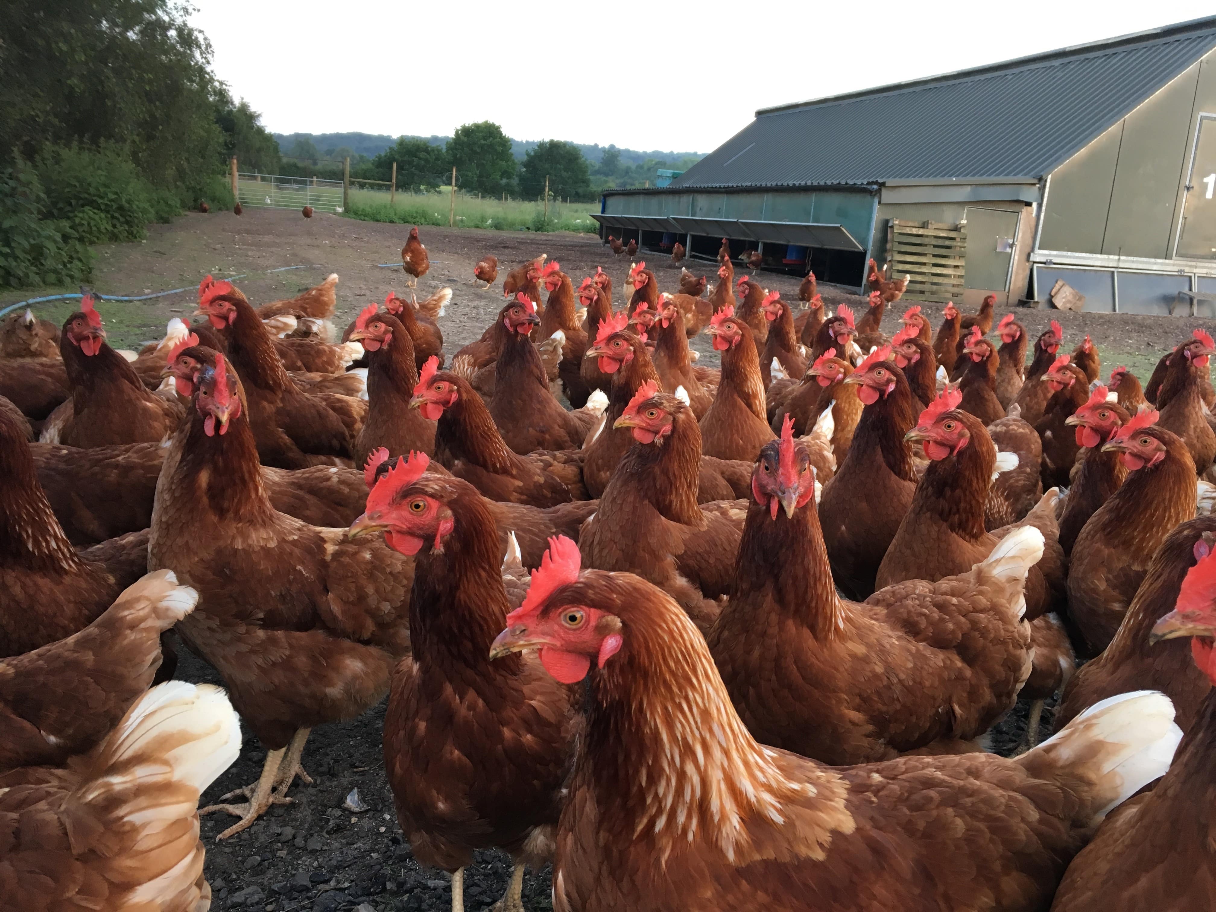 What does the most recent WHO classification imply for antibiotic use?