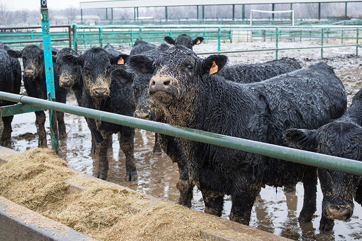 Jersey Cattle  Oklahoma State University