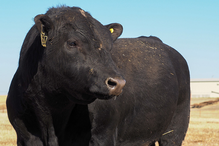 Herd sire selection requires preparation | The Cattle Site