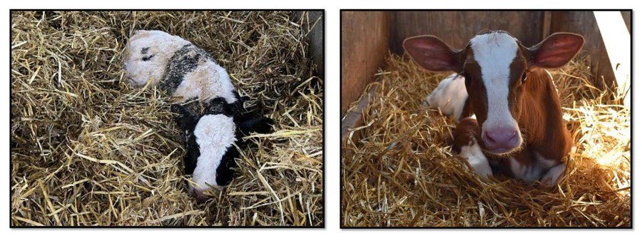 Proper winter ventilation of calf housing can reduce respiratory