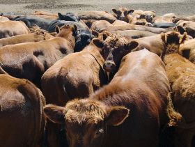 Canadian cattle at feed bunk